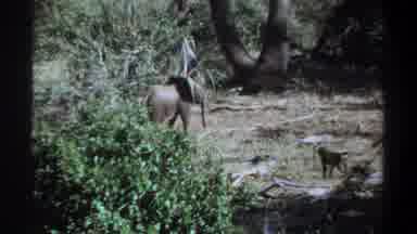 Khartoum Sudan-1969: Baby Elephant Alone In The Woods While Small Monkey Walks
