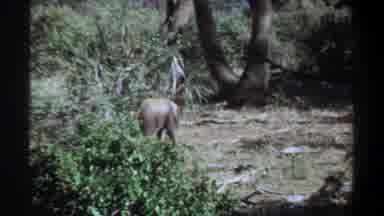 Khartoum Sudan (1969): Baby Elephant And It's Parent Wandering Around In Its