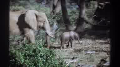 Khartoum Sudan (1969): Elephants Strolling Through Their Habitat
