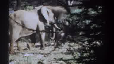 Khartoum Sudan (1969): Two Big And One Baby E Loo Elephants Are Moving Around The