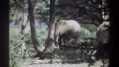 Khartoum Sudan (1969): Elephants Family Jungle Africa Nature Wilderness Eating