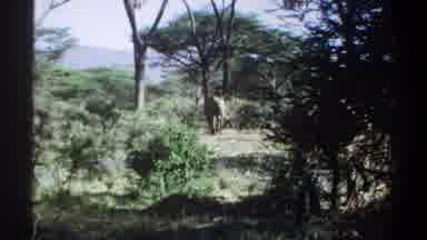 Khartoum Sudan (1969): Two Large Male Elephants Hanging Out In The Lush Forest