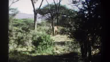 Khartoum Sudan (1969): Two Elephants Walking Slowly Towards The Camera With One