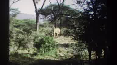 Khartoum Sudan (1969): Two Large Beautiful Elephants Peacefully Walking Freely In