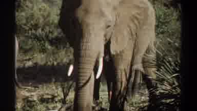 Khartoum Sudan (1969): Elephant And Baboon With Baby Walking Through The Jungle