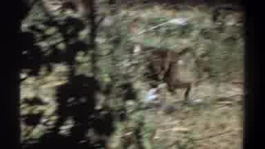 Khartoum Sudan (1969): Troop Of Baboons And A Large Elephant Respecting Each