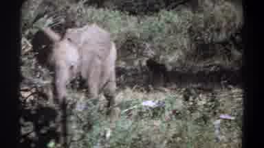 Khartoum Sudan (1969): The Elephant And Monkeys That Follow