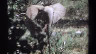Khartoum Sudan (1969): View Of African Elephant Walking Through Brush On Bright