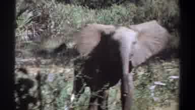 Khartoum Sudan (1969): Large African Elephant Walking Through A Grass And Brush