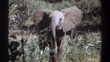 Khartoum Sudan (1969): Elephants And Monkeys Inhabit The Same Area Of The Jungle