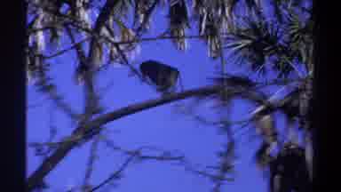 Khartoum Sudan (1969): Monkey Running Down A Tree Branch Before Stopping To Rest