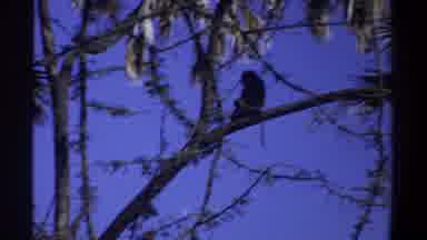Khartoum Sudan-1969: Monkey Perched On Tree Branch Against Blue Sky