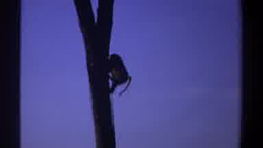 Khartoum Sudan (1969): Monkey In The Jungle Climbing Down From A Very Tall Tree