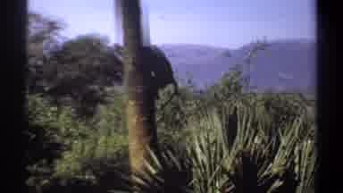 Khartoum Sudan (1969): Monkey Climbing Down A Palm Tree