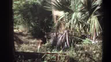 Khartoum Sudan (1969): Wild Boars Running To Hide In Bushes On Bright Sunny Day