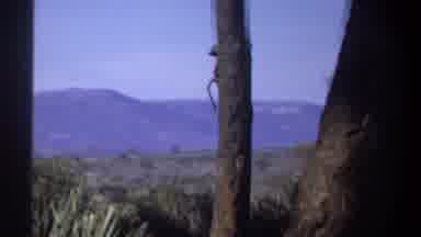 Khartoum Sudan (1969): Monkey Climbing Tree Very Fast Dense Forest Surrounded By