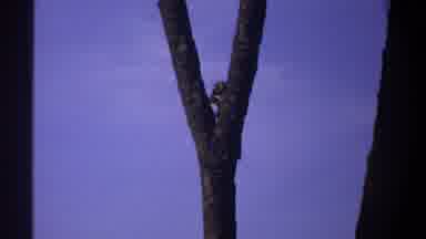 Khartoum Sudan (1969): Monkeys Climbing On The Trees Eating Something And Playing