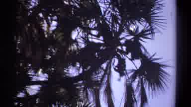 Khartoum Sudan (1969): Monkeys Play In A Tree Causing Its Branches To Shake As