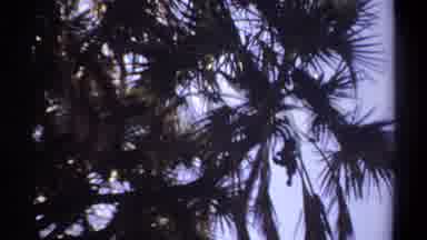 Khartoum Sudan (1969): Monkeys Hide Palm Tree Swaying Wind Staying Safe From Storm