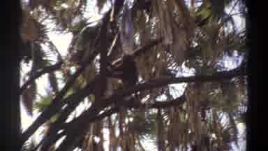 Khartoum Sudan (1969): A Monk Is Sitting On The Branch Of A Palm Tree