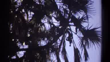 Khartoum Sudan (1969): A Turtle Walking Across Sandy Ground Heading Toward A Palm
