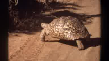 Khartoum Sudan (1969): When We Were Going To Grandpa's Farm We Found This Huge