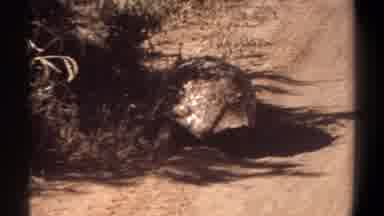 Khartoum Sudan (1969): Large Tortoise With A Black And Tan Spotted Shell Slowly