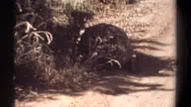 Khartoum Sudan (1969): View Of Giant Tortoise Seeking Shade From Tree On Bright