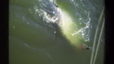 Khartoum Sudan (1969): Someone Is Pulling In A Big Fish From The River Looks Like