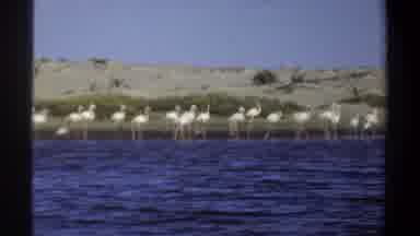 Khartoum Sudan (1969): Interior Of A Boat With A Piece Of Fish And Flamingos