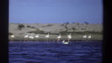 KHARTOUM SUDAN-1969: Flamingos And Pelican Wading In Shallow Water
