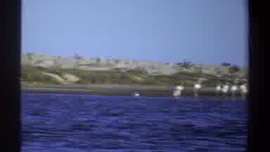 Khartoum Sudan (1969): Flamingo Stand Water Waves Shore Coast Pass Boat Tour