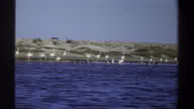 Khartoum Sudan (1969): Large Flock Of Birds On The Shoreline Standing In The Water
