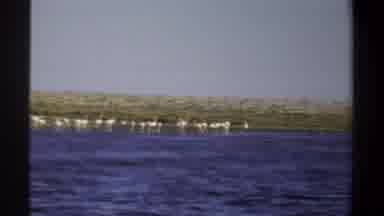 Khartoum Sudan (1969): Flamingo Bird Free Roaming And They Are Walking By The