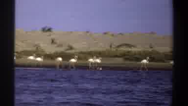 Khartoum Sudan (1969): Flamingos Walking Along Waterline