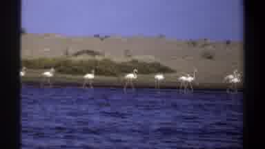 Khartoum Sudan (1969): Flamingos Walking Water River Sand Hills Dunes Wind