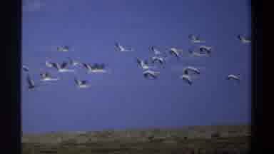 Khartoum Sudan (1969): Fly High In The Sky Little Birds