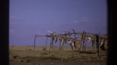 Khartoum Sudan (1969): A Man Standing Near The Sea With Seagulls Near A Large