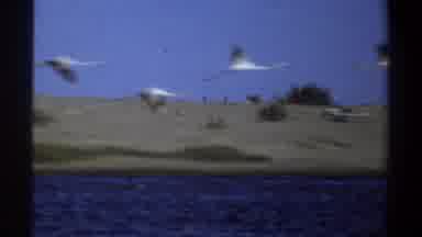 Khartoum Sudan (1969): Peacock Birds Flying Over The Sea And Beside A Boat