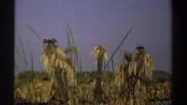 Khartoum Sudan (1969): Observing Creepy Bird Outdoors Grass Hiding Trees Strange
