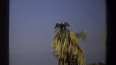 Khartoum Sudan (1969): Vulture Perches On Top Of Palm Tree To Display Itself In