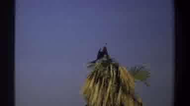Khartoum Sudan (1969): A Bird Nesting In A Palm Tree Protecting Its Babies From