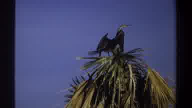 Khartoum Sudan (1969): Birds Wildlife Flying Feathers Forest Jungle Beak Fish
