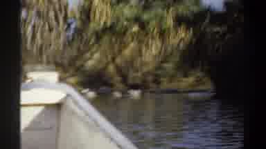 Khartoum Sudan (1969): A Group Of Swans Swimming In A River Moving Downstream