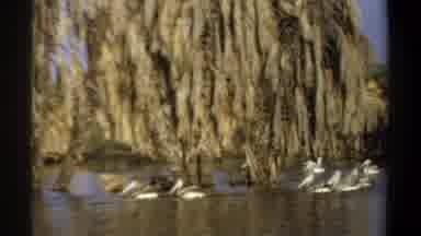 Khartoum Sudan (1969): A Group Of Pelicans Swimming On A Lake Covered With