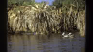 Khartoum Sudan (1969): Pelicans And Swans Wild Birds On Lake With Palm And