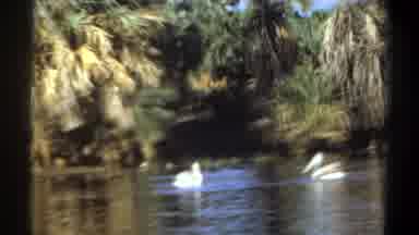 Khartoum Sudan (1969): Pair Of Pelicans Swimming In Quiet Pond On Bright Sunny Day