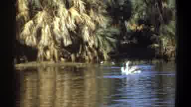 Khartoum Sudan (1969): Birds Feasting On A Calm Pond On A Sunny Day