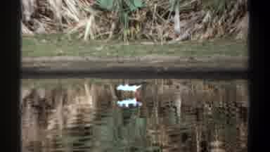 Khartoum Sudan (1969): Bird Hunting Food Pond Middle Day Calm Water Close Land