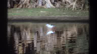 Khartoum Sudan (1969): Seagull Is Walking On Water Taking A Quick Bath In A Lake